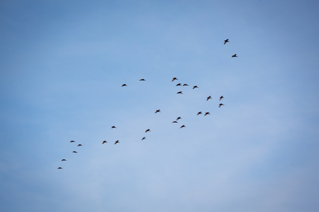Ducks flying against blue sky and wispy clouds