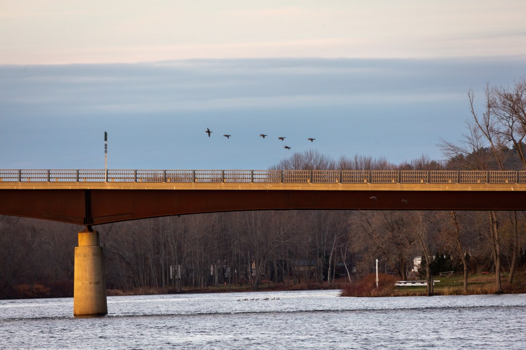 Ducks flying over bridge with geese below in the water