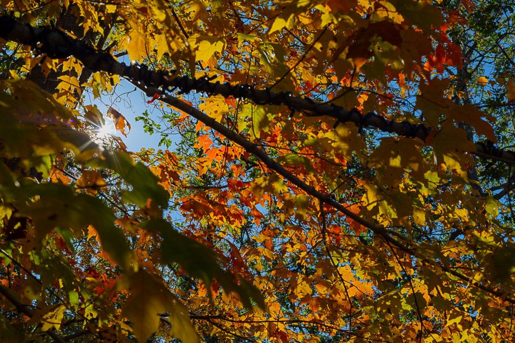 looking up at the fall leaves