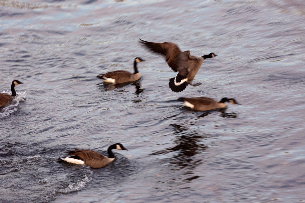 Three geese in water and one flying into water