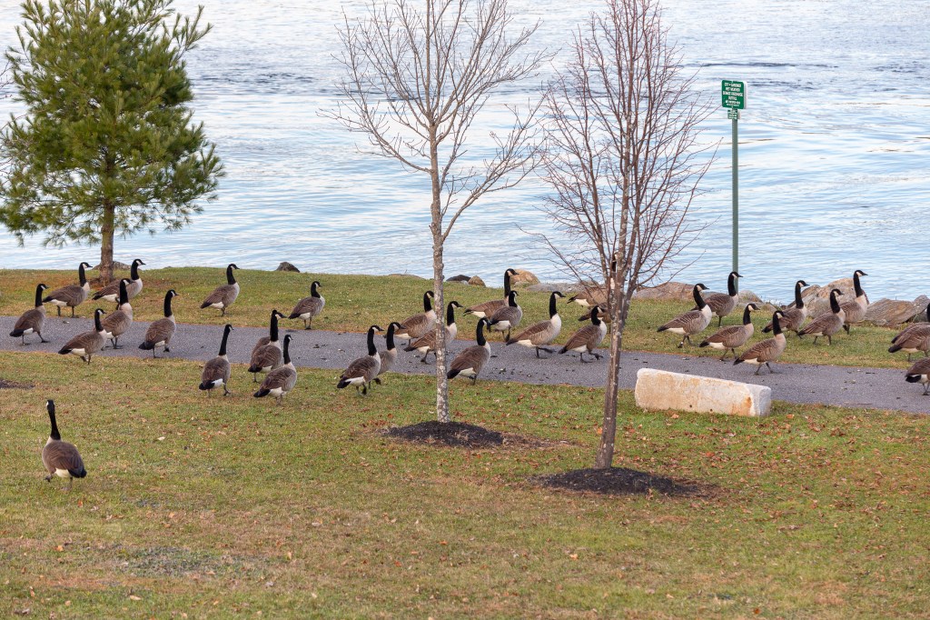 Geese headed toward shore