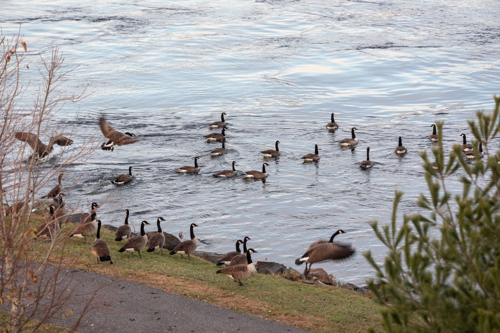Geese flying into water