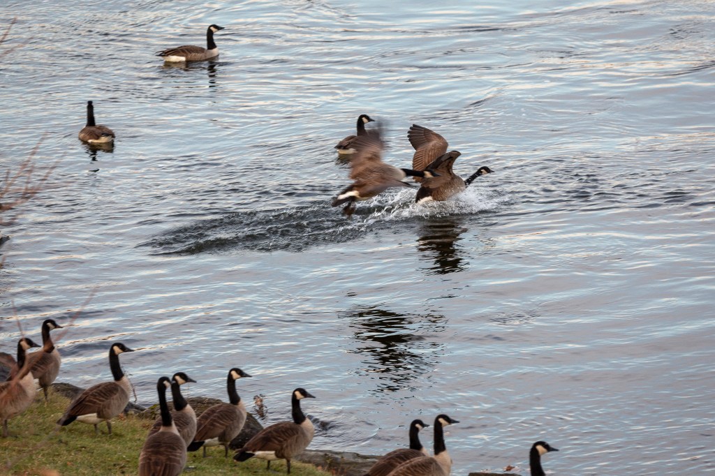 Geese flying into water