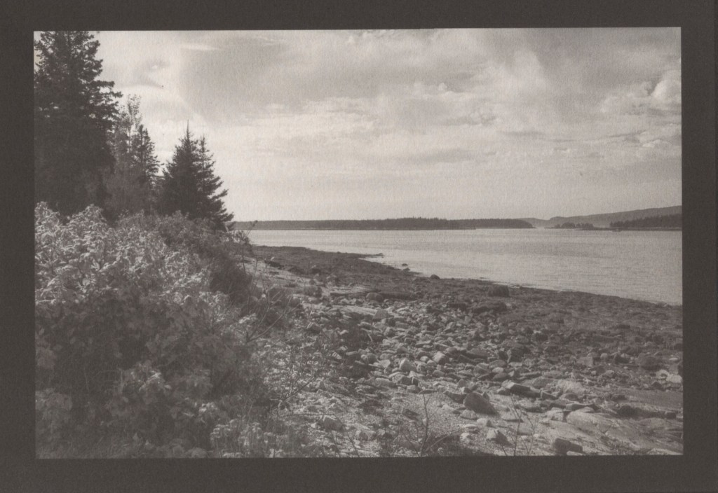 Pine trees along the coast at Acadia