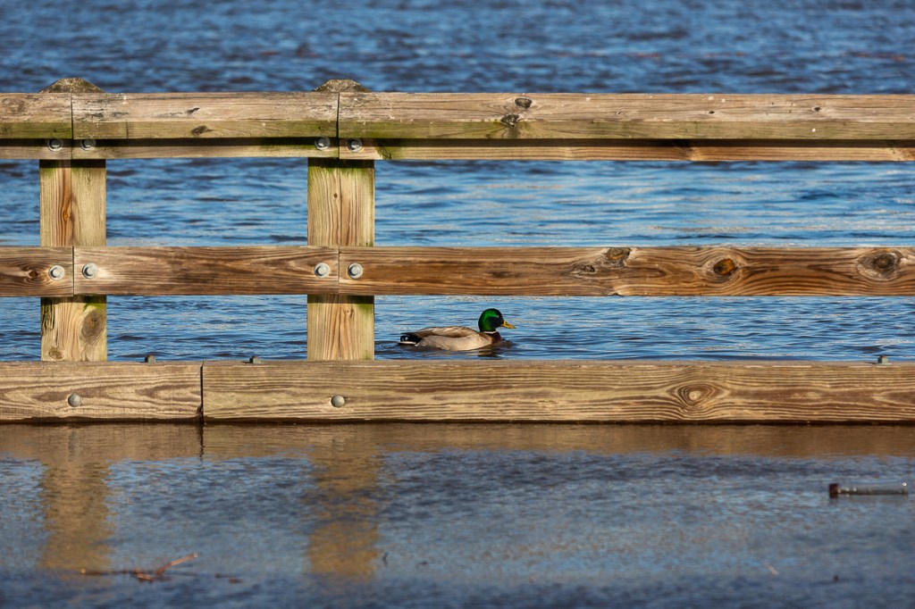 A single duck is swimming solo on the opposite side of the boardwalk from the other ducks.