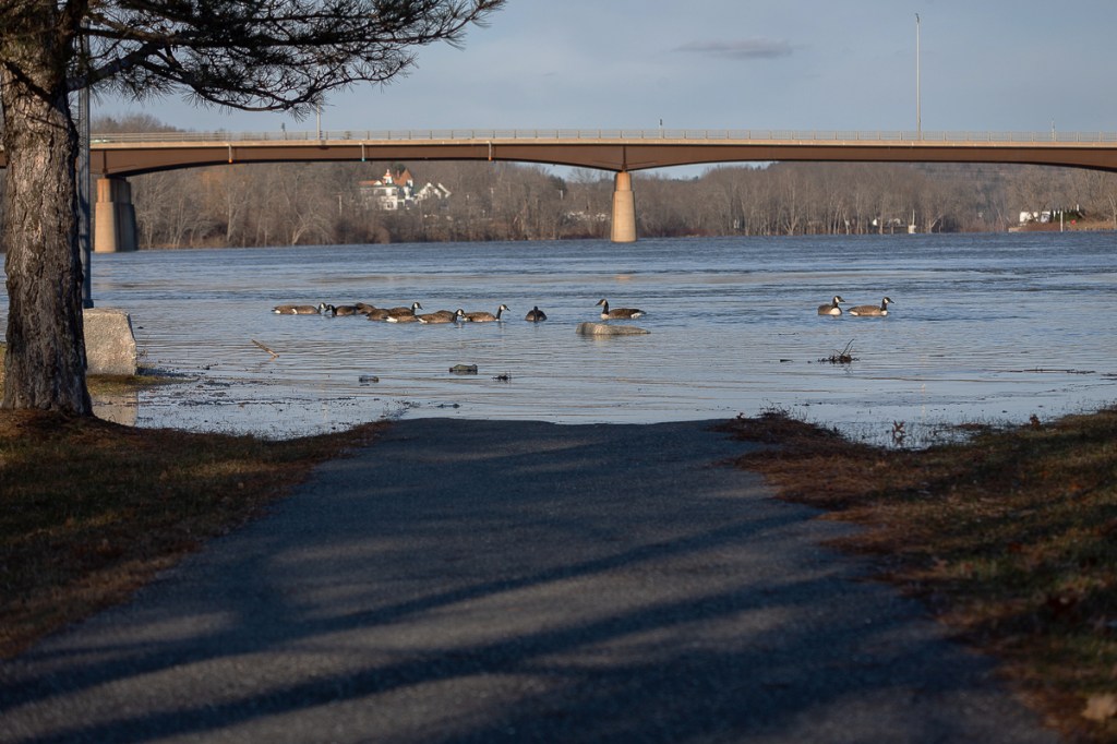 Long shadows on a path are cut short by the encroaching waters of the flood. A flock of geese swim in the waters.