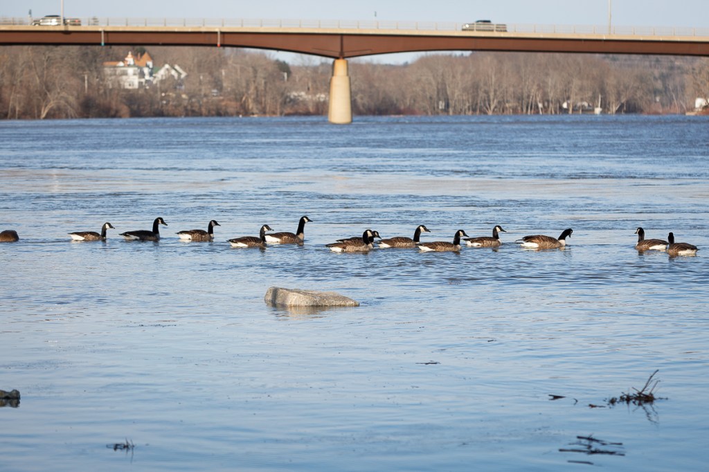 A flock of geese begins to swim downstream as I approach.