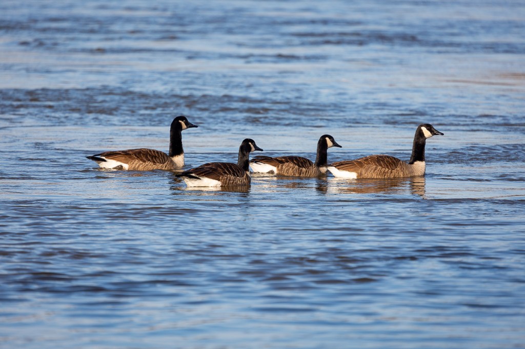 Four geese close up swimming,