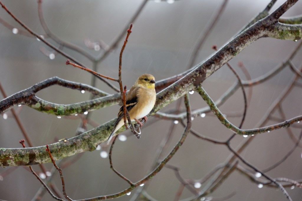 Goldfinch in a Tree on a Rainy Day.