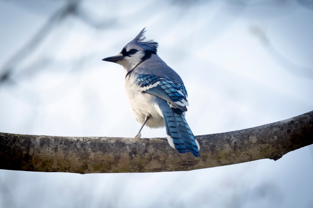 Blue Jay on a tree branch windy day with crest messed up