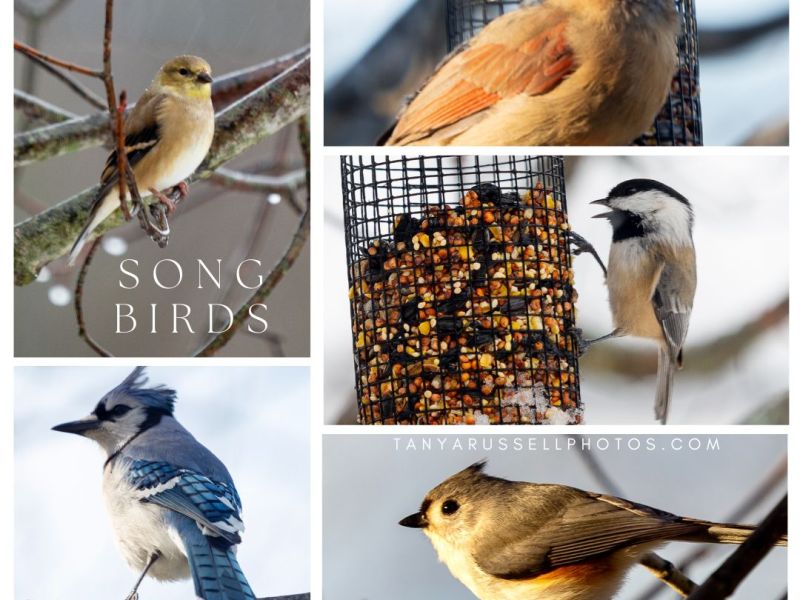Winter Songbirds