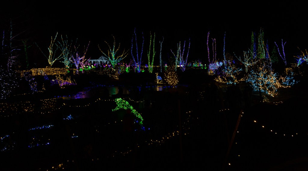 Coastal Maine Botanical Gardens Green Frog Jumping in a Pond surrounded by lights