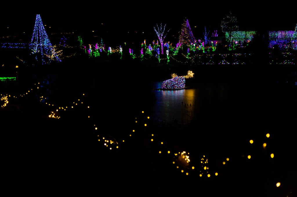 Moose reflected in the center of a pool 