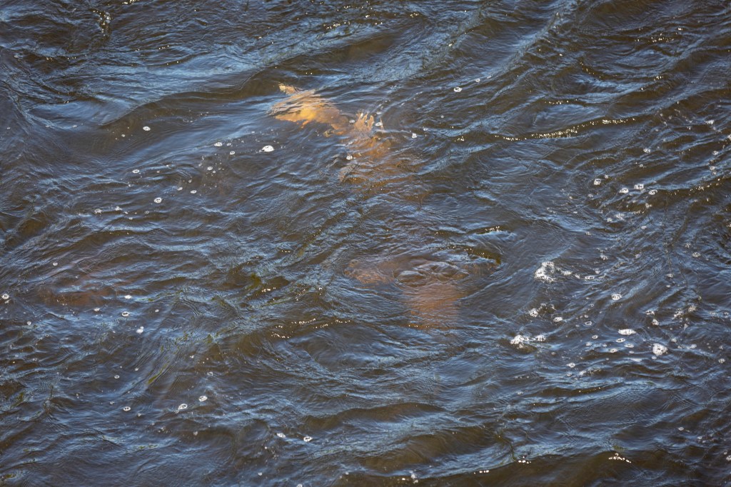 Atlantic Sturgeon approaches the surface of the water