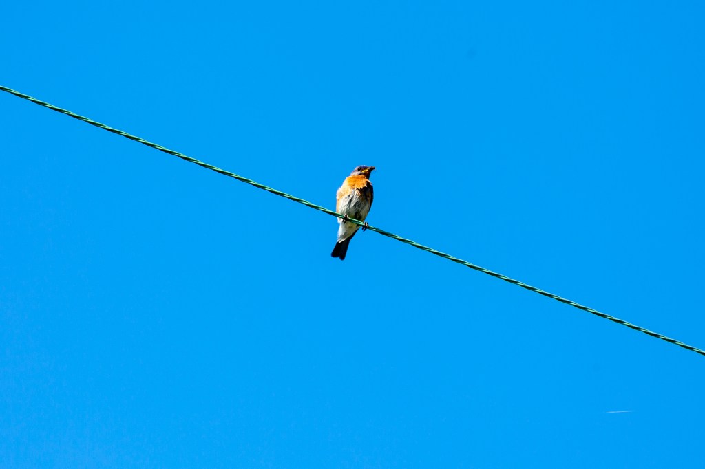Bluebird on a Wire framed by bright blue skies
