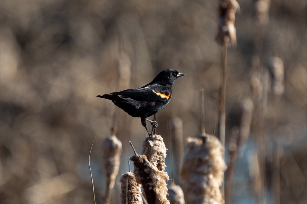 Red-Winged Blackbird perched on a cattail in the marsh at the beginning of spring
