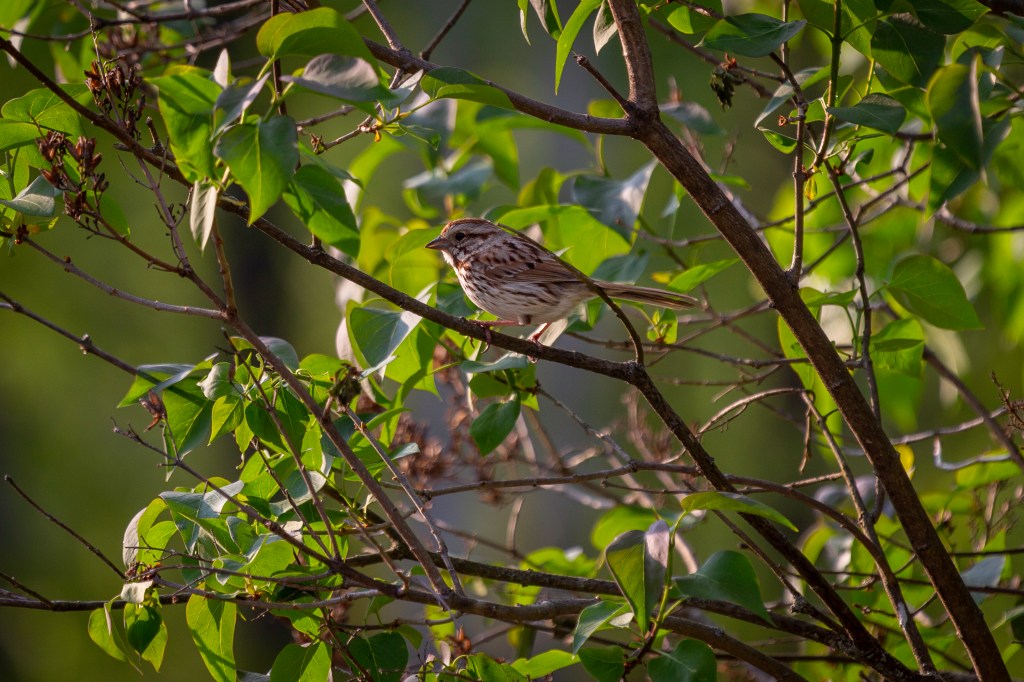 Song sparrow singing the in lilacs, green leaves illuminated by the golden hour sun setting