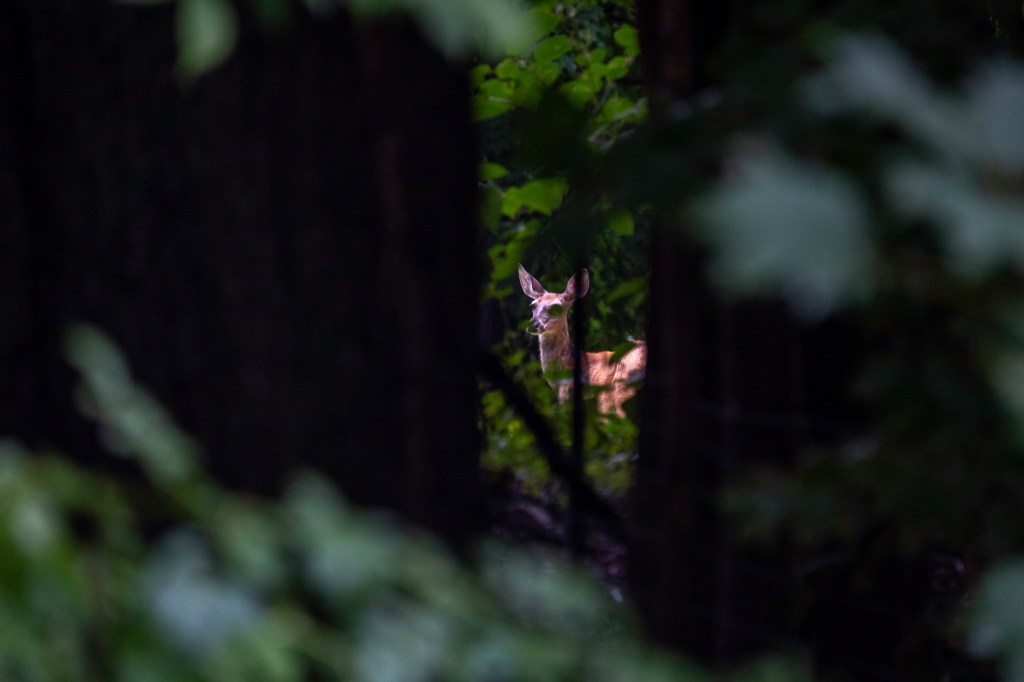 Whitetail deer spotted between the trees.