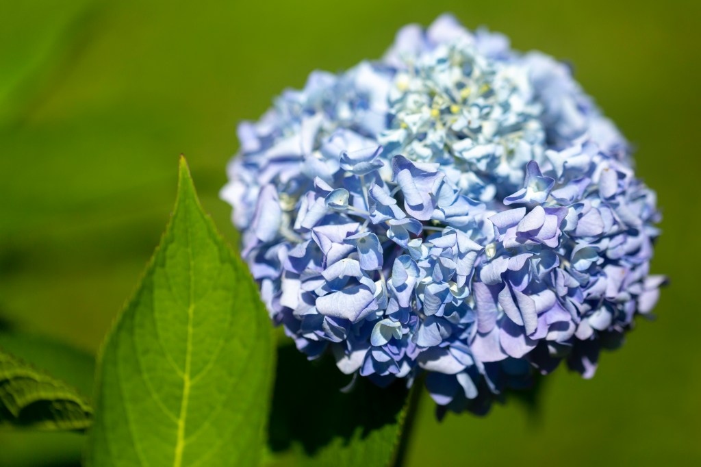 Blue hydrangea with green leaves