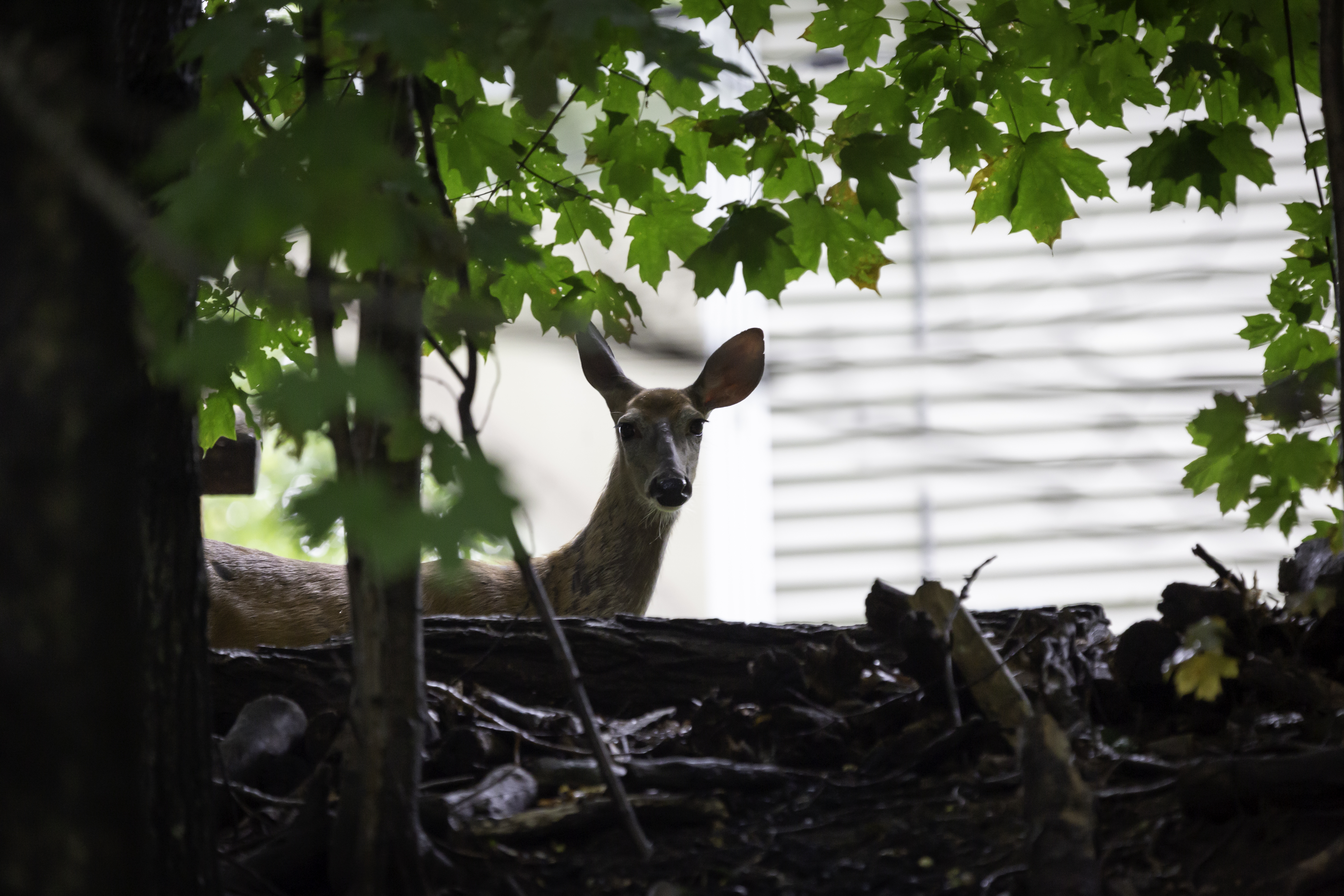 Doe looks out around the trees at the top of the bank in town.