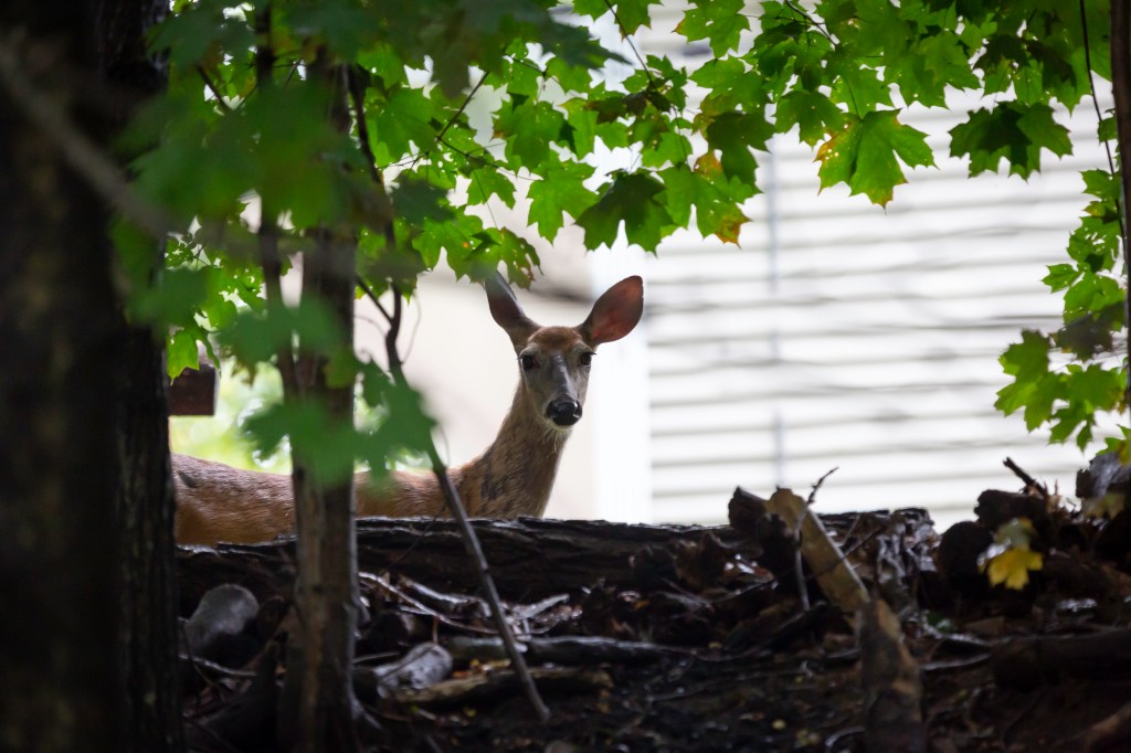 Doe looks out around the trees at the top of the bank in town.